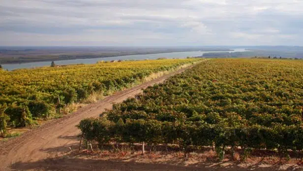 Photo d'une vigne en Bulgarie