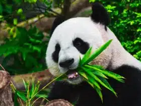 Que mange un panda ?