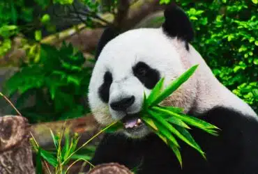 Que mange un panda ?