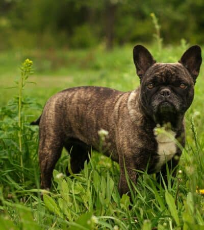 Comment jouer avec son Bouledogue français ?