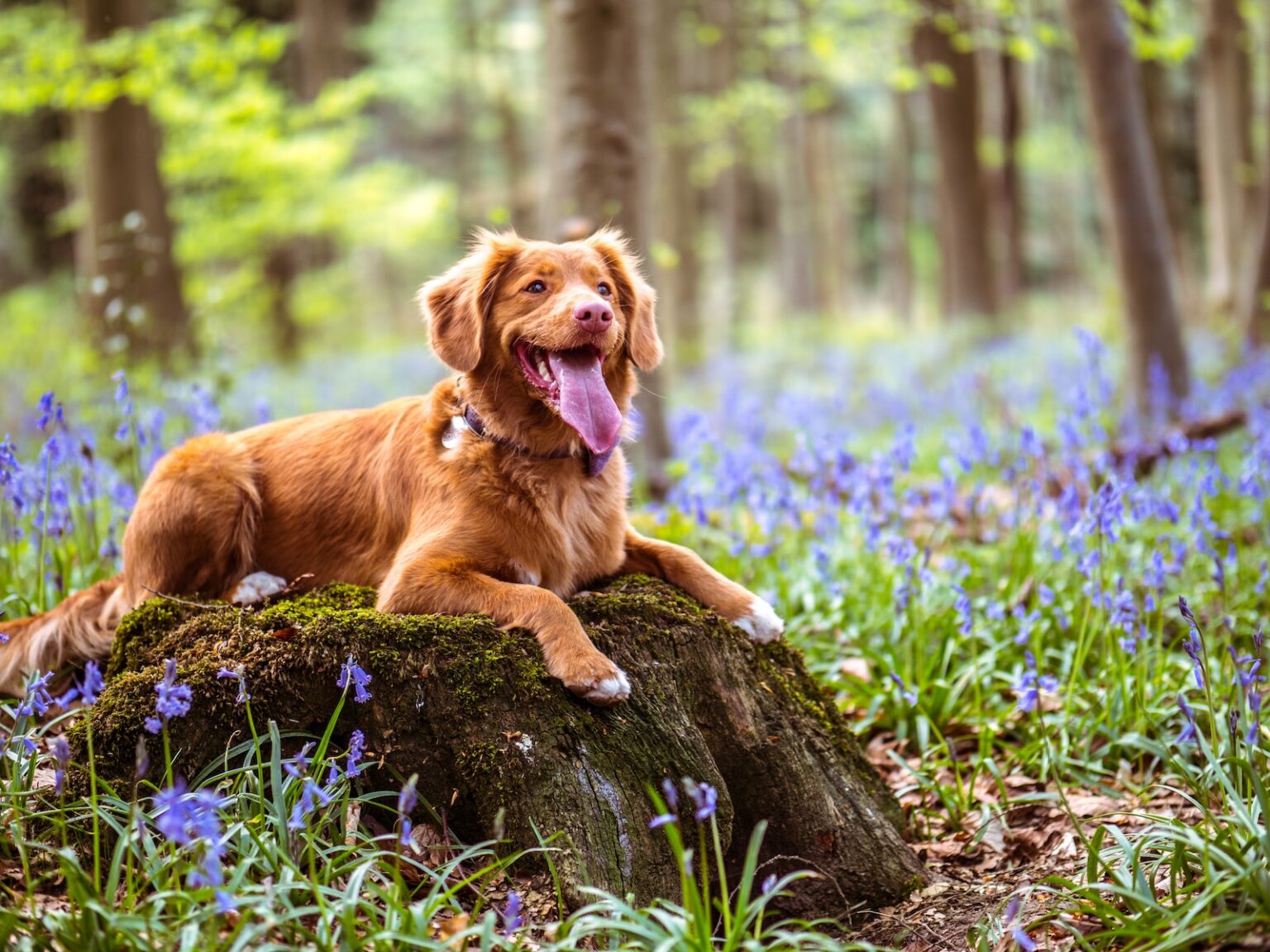 Comment Duquer Un Chien Avec Un Collier Anti Aboiement